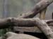Zoo_Aalborg - Bild 13
