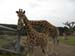 Zoo_Aalborg - Bild 15