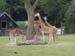 Zoo_Aalborg - Bild 19