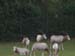 Zoo_Aalborg - Bild 21