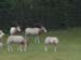Zoo_Aalborg - Bild 22